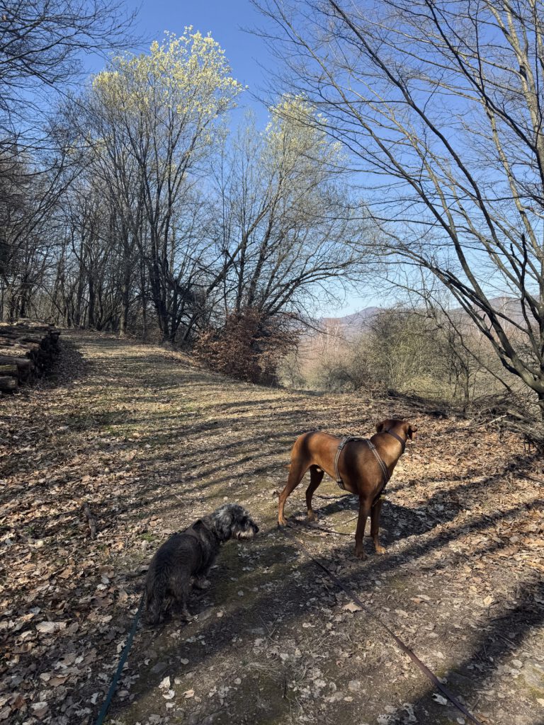 Met je hond op vakantie in hongarije